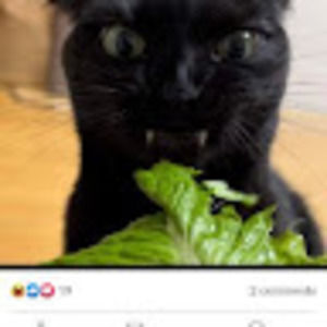 Meet your Posher, Dianne